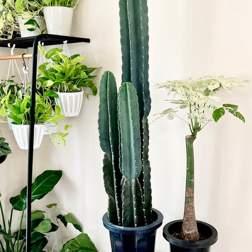 コ*ア様 【極上】 スピラリス 大株　5本セット　サボテン　柱サボテン　アガベ 黒王丸が5株4月上旬に入荷します！ 今回の黒王丸は美球大株で