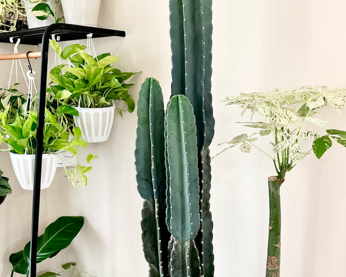 コ*ア様 【極上】 スピラリス 大株 5本セット サボテン 柱