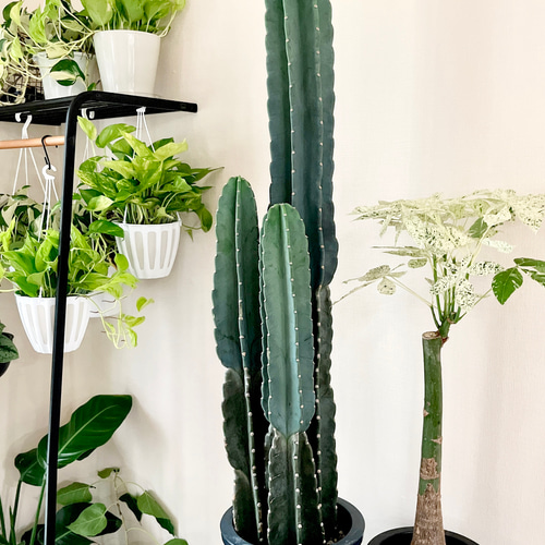観葉植物 上質 柱サボテン 大型 8号 3本立て #5 その他インテリア雑貨