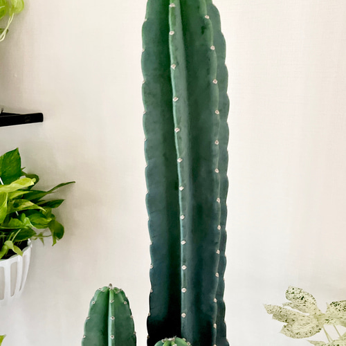 観葉植物 上質 柱サボテン 大型 8号 3本立て #5 その他インテリア雑貨