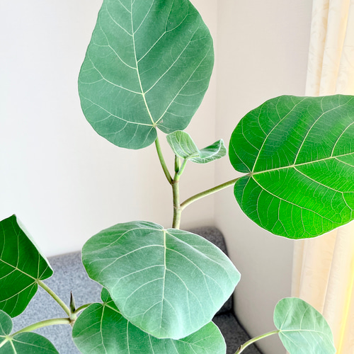 2/22撮影 観葉植物 フィカス アウリクラタ エベレスト 曲がり 大型