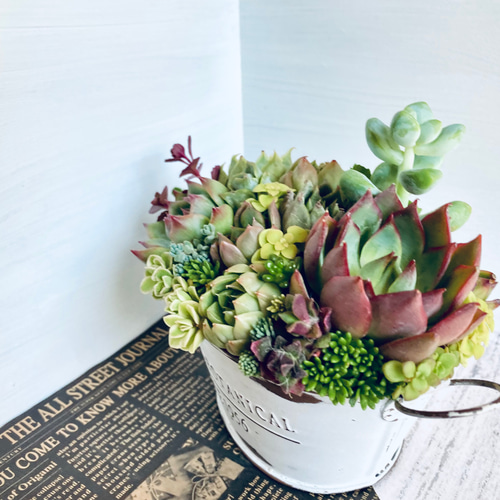 そのまま飾れる】多肉植物 寄せ植え ..＊ 47 ＊.. 多肉植物 Dia Lily