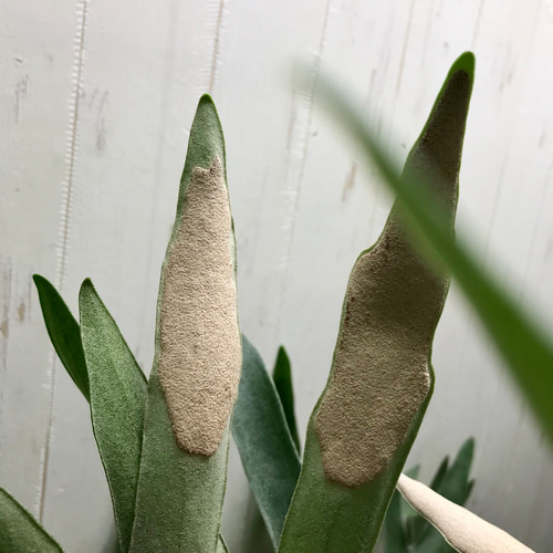 特大size 【ビカクシダ ネザーランド】 現物発送 超特大♡ ビカクシダ ネザーランド その他インテリア雑貨 PLANTS