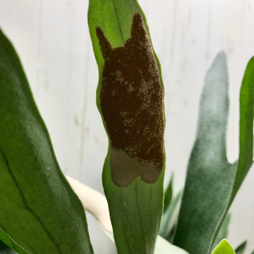 超特大♡ ビカクシダ ネザーランド その他インテリア雑貨 PLANTS SHOP