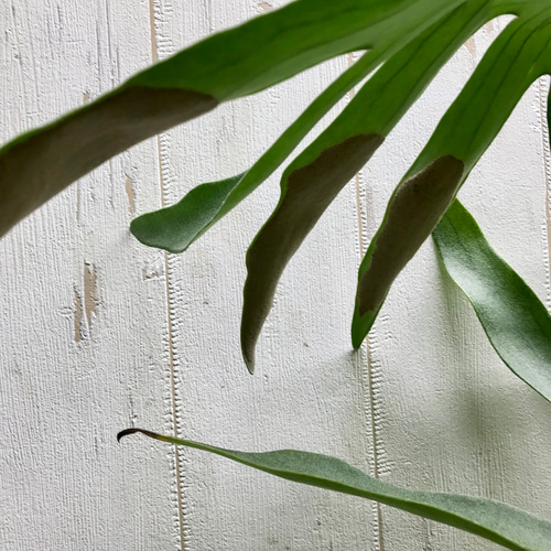 超特大♡ ビカクシダ ネザーランド その他インテリア雑貨 PLANTS