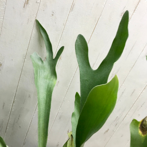 超特大♡ ビカクシダ ネザーランド その他インテリア雑貨 PLANTS SHOP