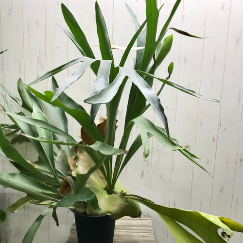 超特大♡ ビカクシダ ネザーランド その他インテリア雑貨 PLANTS