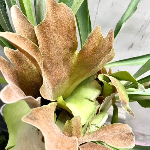 超特大♡ ビカクシダ ネザーランド その他インテリア雑貨 PLANTS