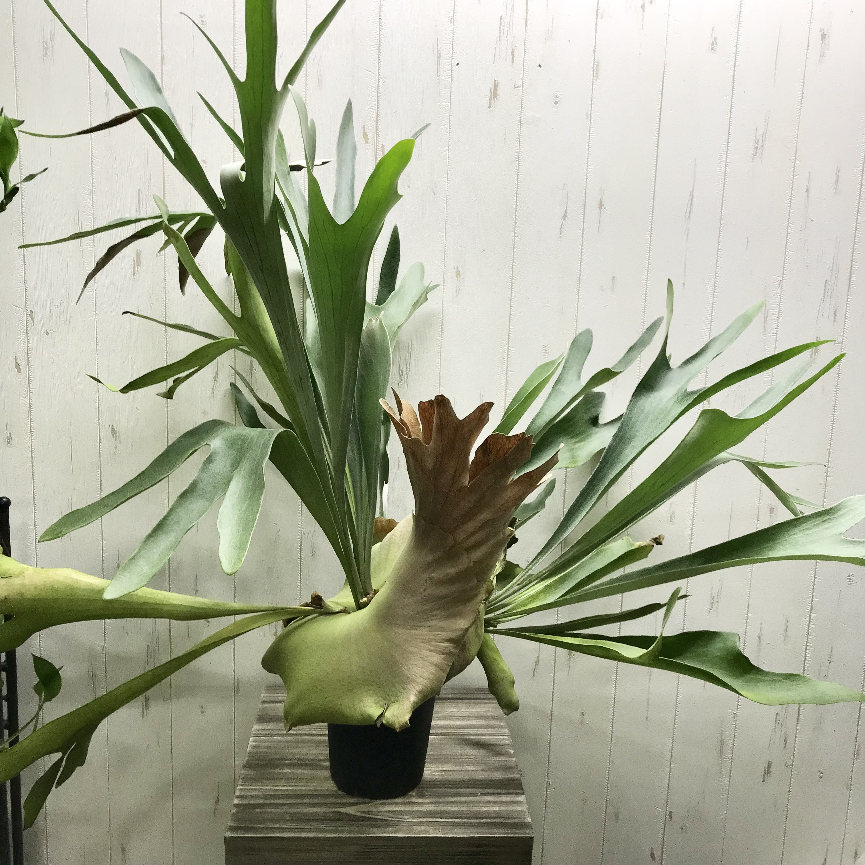 特大size 【ビカクシダ ネザーランド】 現物発送 超特大♡ ビカクシダ ネザーランド その他インテリア雑貨 PLANTS SHOP