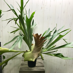 超特大♡ ビカクシダ ネザーランド その他インテリア雑貨 PLANTS SHOP