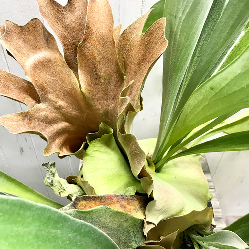 超特大♡ ビカクシダ ネザーランド その他インテリア雑貨 PLANTS