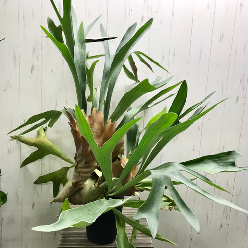 超特大♡ ビカクシダ ネザーランド その他インテリア雑貨 PLANTS SHOP