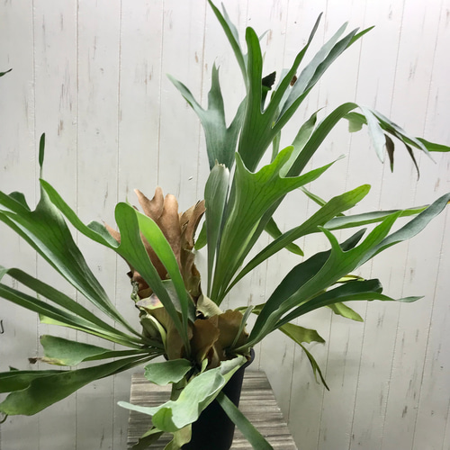 超特大♡ ビカクシダ ネザーランド その他インテリア雑貨 PLANTS SHOP