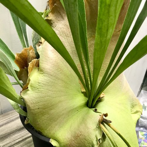 超特大♡ ビカクシダ ネザーランド その他インテリア雑貨 PLANTS SHOP