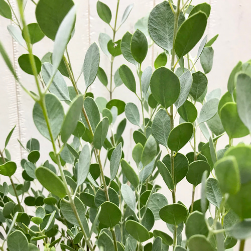 ユーカリオリーブ eucalyptus-gunnii-306_1.jpg?