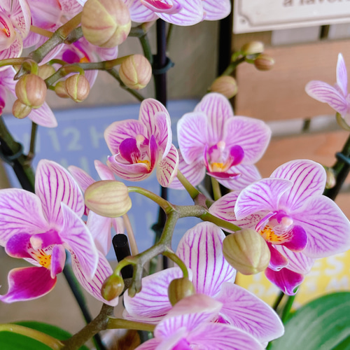 現品のみ♡【ピンクの素敵な胡蝶蘭】陶器鉢入り♡贈り物やプレゼントに