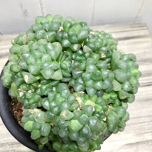 ⭐︎ハオルチア オブツーサ⭐︎群生 ○ハオルチア オブツーサ交配錦 成長記録🌱｜🍀GreenSnap