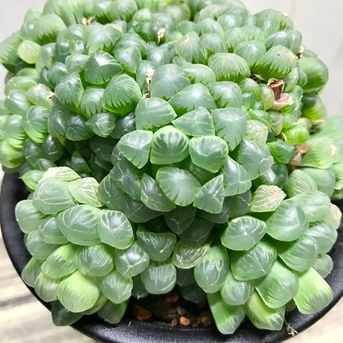 ⭐︎ハオルチア オブツーサ⭐︎群生 園芸ネット本店｜ハオルチア：オブツーサ（群生） 3号ポット の通販