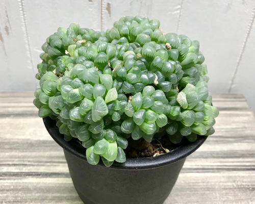 5e3c87324f0dc3f006e5ff4fbfb686