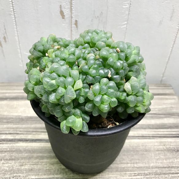 特大群生株！！ ハオルチア 紫 オブツーサ 4号 その他インテリア雑貨