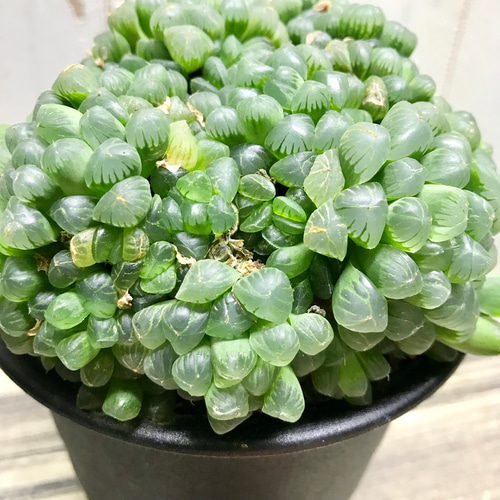 ⭐︎ハオルチア オブツーサ⭐︎群生 特大群生株！！ ハオルチア 紫 オブツーサ 4号 その他インテリア