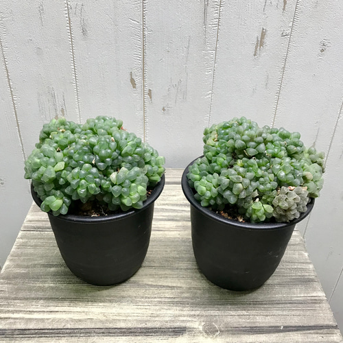 特大群生株！！ ハオルチア 紫 オブツーサ 4号 その他インテリア雑貨