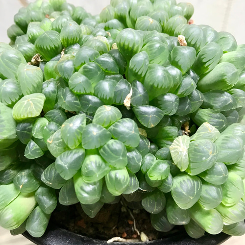 特大群生株！！ ハオルチア 紫 オブツーサ 4号 その他インテリア雑貨