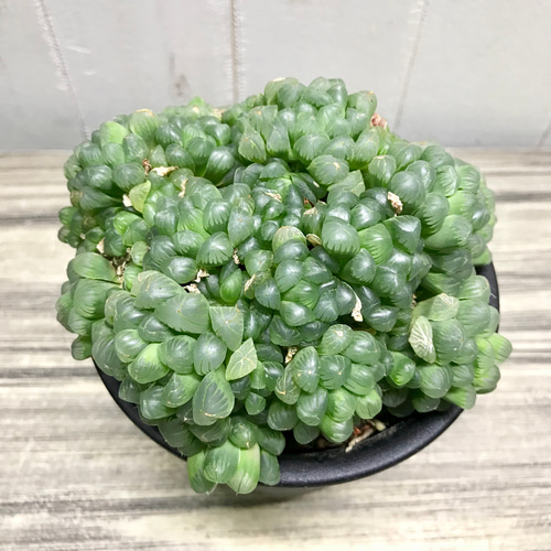 特大群生株！！ ハオルチア 紫 オブツーサ 4号 その他インテリア雑貨