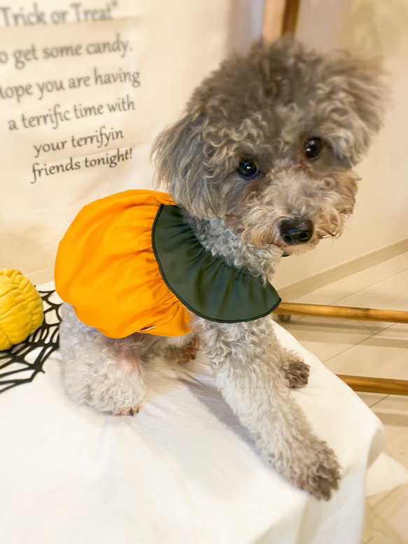 犬服 Mサイズ　ハロウィン　かわいいフリルのカボチャ服 3枚目の画像