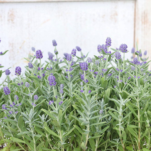 秋に咲く宿根ラベンダー色アスター30株以上鉢植え