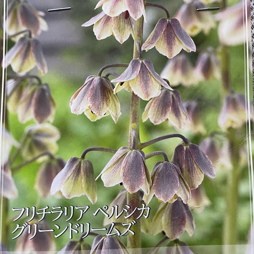 球根＊SALE フリチラリア ペルシカ グリーンドリームズ 12/10で終了