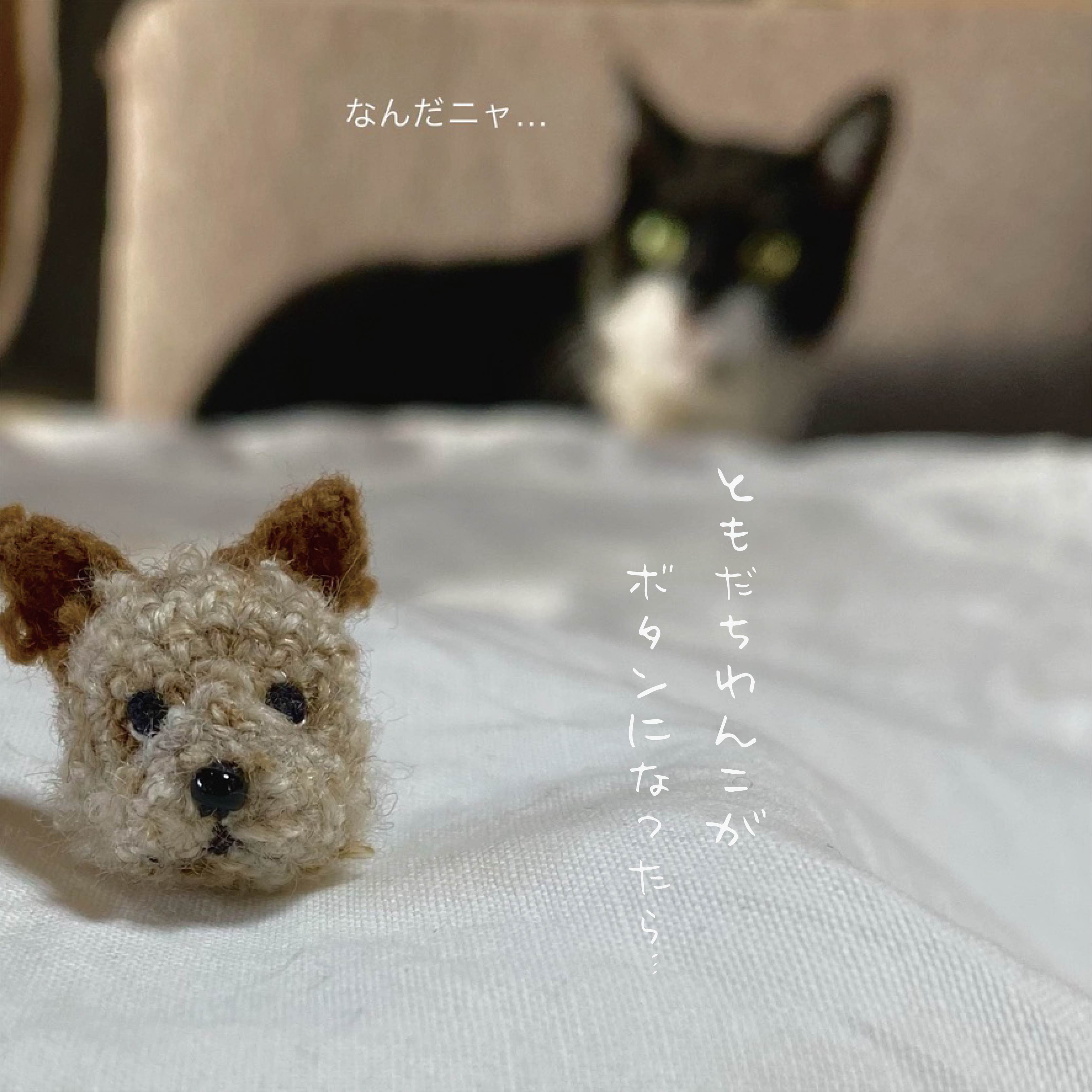 うちの子「ボタン」箱入り