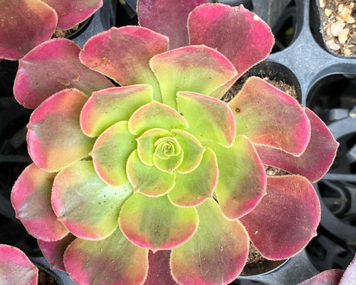91 #多肉植物アエオニウム錦❤️グリーン.メデューサ❤️1大頭9