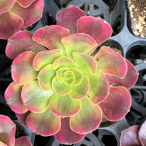 ❤️ 多肉植物❤️アエオニウム錦❤️ グリーン.メデューサ❤ 状態図 ❤️ 多肉植物❤️アエオニウム錦❤️ グリーン.メデューサ❤ 状態図