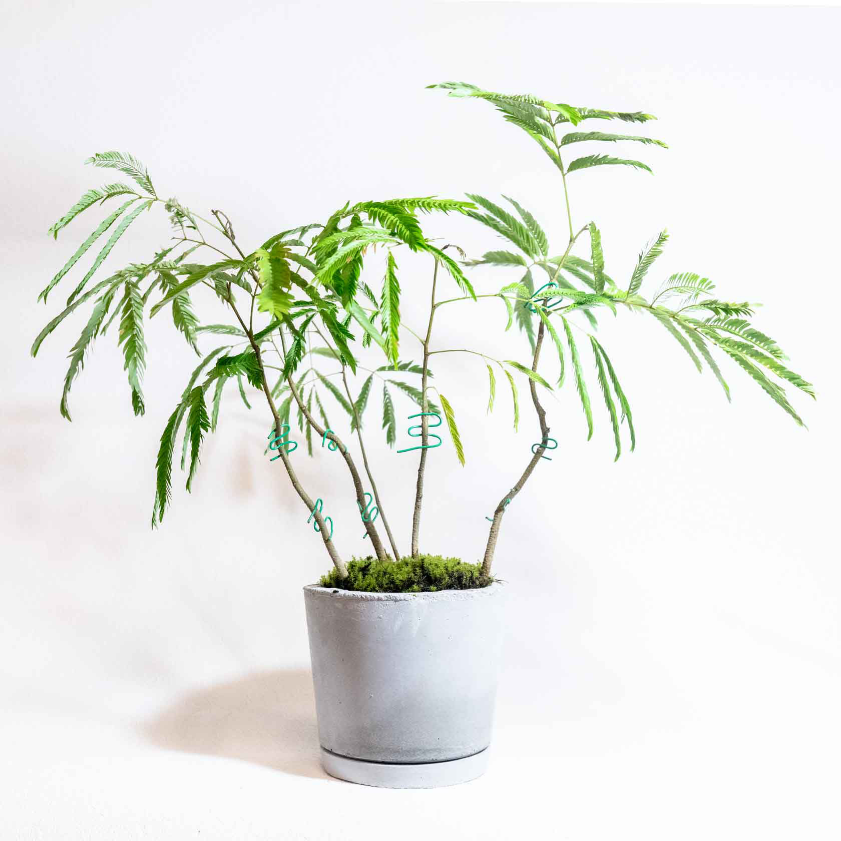 デスクに置ける観葉植物】エバーフレッシュと苔の鉢植え／ざらっとした
