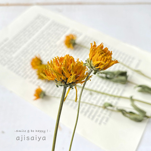 ヒメヒマワリ ナチュラル 6輪 【 ロスフラワー 】 ＜ 六合（くに）の花