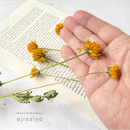 ヒメヒマワリ ナチュラル 6輪 【 ロスフラワー 】 ＜ 六合（くに）の花