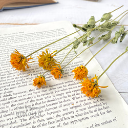 ヒメヒマワリ ナチュラル 6輪 【 ロスフラワー 】 ＜ 六合（くに）の花