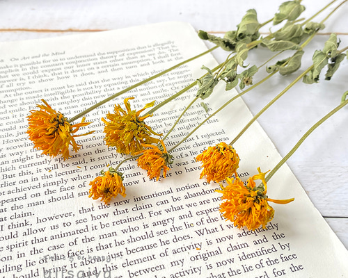 ヒメヒマワリ ナチュラル 6輪 【 ロスフラワー 】 ＜ 六合（くに）の花