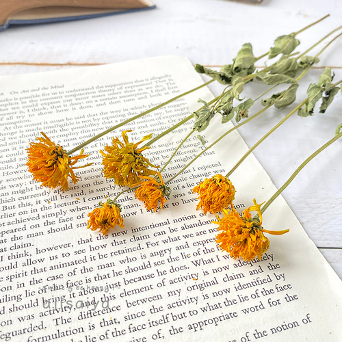 ヒメヒマワリ ナチュラル 6輪 【 ロスフラワー 】 ＜ 六合（くに