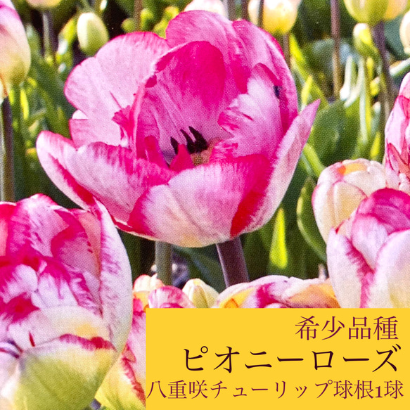 ❗️希少種❗️ピオニーローズ 八重咲きチューリップ球根1球 アート