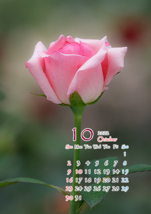 2L花カレンダー　2022年10月～バラ～　172㎜x121㎜ 1枚目の画像