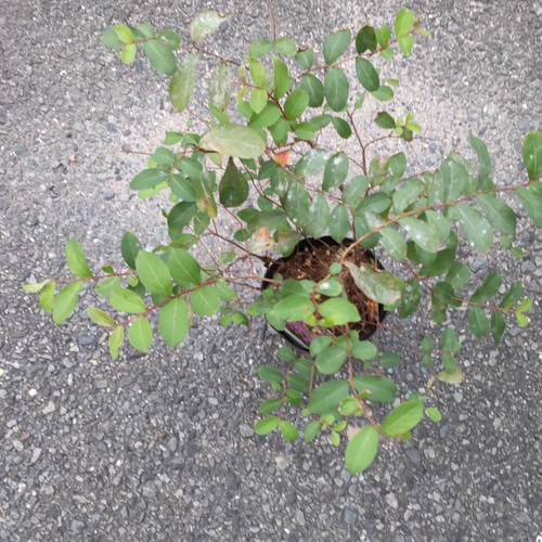 百日紅【プラム】ペチートサンシャイン サルスベリダークパープルの