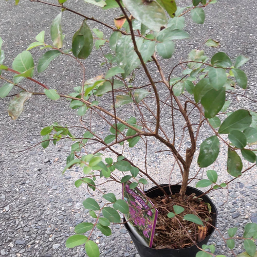 百日紅【プラム】ペチートサンシャイン サルスベリダークパープルの