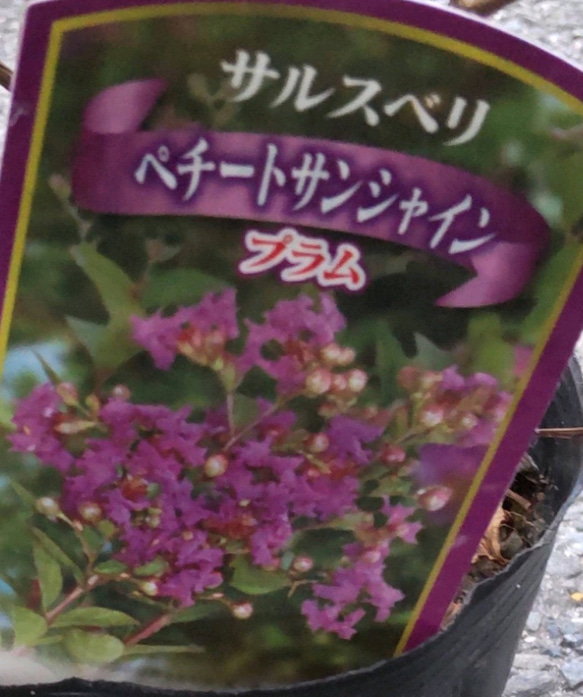 サルスベリ ぺチートサンシャインプラム／ブラックパール ライトピンク