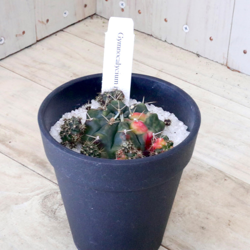 ダブルヘッド　Gymnocalycium sp. variegated 鉢で発送 haan garden Gymnocalycium Variegata / Kaktüs - Fiyatı, Yorumları