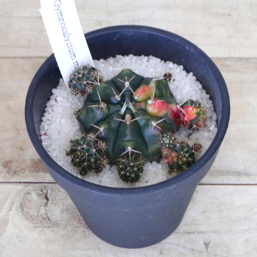 ダブルヘッド　Gymnocalycium sp. variegated 鉢で発送 Gymnocalycium Variegated Mihanovichii 'Hybrid' (Premium full