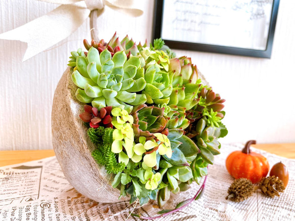 【そのまま飾れる】多肉植物　寄せ植え 　 ..＊ 48 ＊.. 12枚目の画像