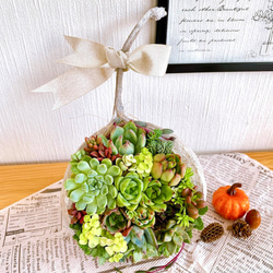 【そのまま飾れる】多肉植物　寄せ植え 　 ..＊ 48 ＊.. 5枚目の画像