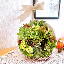 【そのまま飾れる】多肉植物　寄せ植え 　 ..＊ 48 ＊.. 10枚目の画像